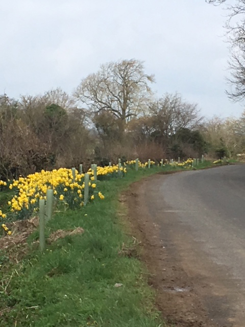 daffodils by a road